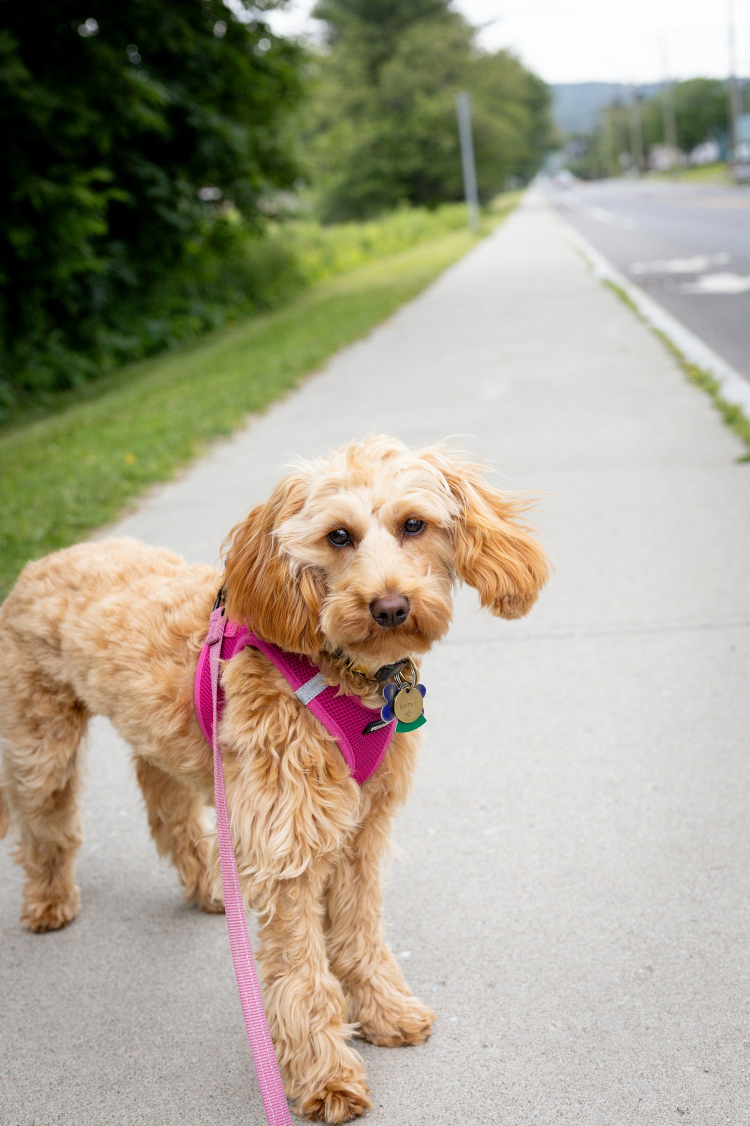 Accessories Canine